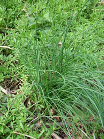 Allium vineale